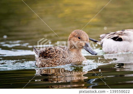 Waterside pintail Waterside pintail 139550022