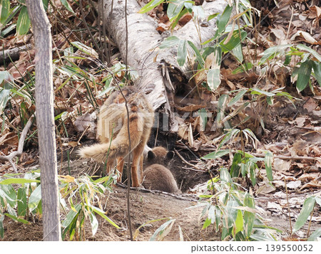 The back view of a mother and baby red fox. The back view of a mother and baby red fox. 139550052