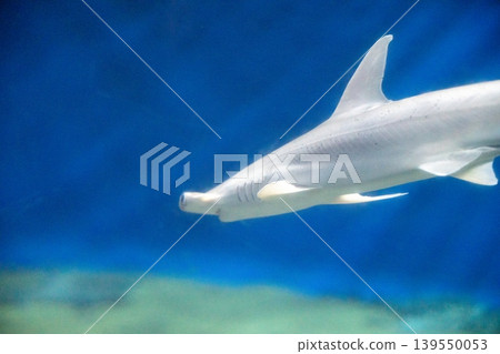 鎚頭鯊在蔚藍的海水中游動 鎚頭鯊在蔚藍的海水中游動 139550053