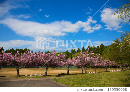 Spring at Echizen Pottery Village Spring at Echizen Pottery Village 139550068
