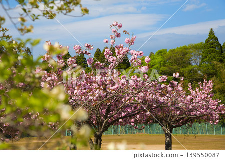 Spring at Echizen Pottery Village Spring at Echizen Pottery Village 139550087
