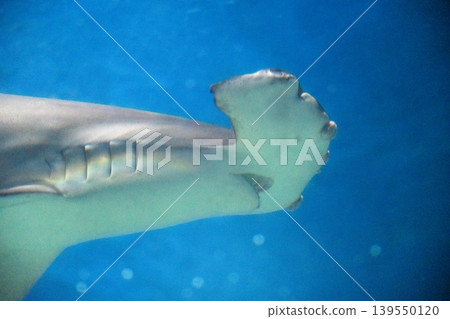 Hammerhead sharks swimming in the blue ocean Hammerhead sharks swimming in the blue ocean 139550120