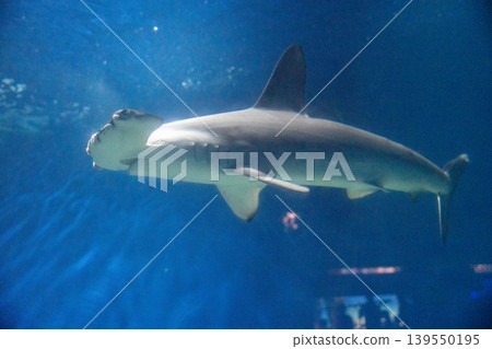Hammerhead sharks at aquariums 139550195