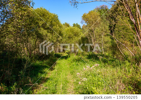 A charming grassy path meanders through a sun-drenched, lush forest. Vibrant green foliage lines the way, beckoning for a serene stroll or bike ride under a clear blue sky A charming grassy path meanders through a sun-drenched, lush forest. Vibrant green foliage lines the way, beckoning for a serene stroll or bike ride under a clear blue sky 139550205