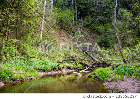 A peaceful woodland stream winds through vibrant green spring foliage. Fresh leaves and wild growth line its banks, creating a tranquil natural scene A peaceful woodland stream winds through vibrant green spring foliage. Fresh leaves and wild growth line its banks, creating a tranquil natural scene 139550257