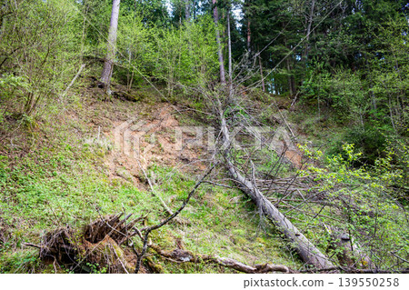 A large fallen tree lies across a steep, eroded forest bank, covered with fresh spring greenery. A natural scene of decay and new growth A large fallen tree lies across a steep, eroded forest bank, covered with fresh spring greenery. A natural scene of decay and new growth 139550258