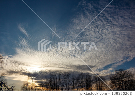 Stunning mackerel sky featuring wispy altocumulus clouds at dawn or dusk. Silhouetted bare trees line the horizon, contrasting with the vibrant sky above Stunning mackerel sky featuring wispy altocumulus clouds at dawn or dusk. Silhouetted bare trees line the horizon, contrasting with the vibrant sky above 139550268