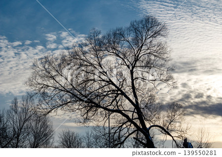 Bare branches of a gnarly winter tree reach skyward, silhouetted against a captivating dusk sky. Patchy, textured clouds create a scenic, serene backdrop Bare branches of a gnarly winter tree reach skyward, silhouetted against a captivating dusk sky. Patchy, textured clouds create a scenic, serene backdrop 139550281