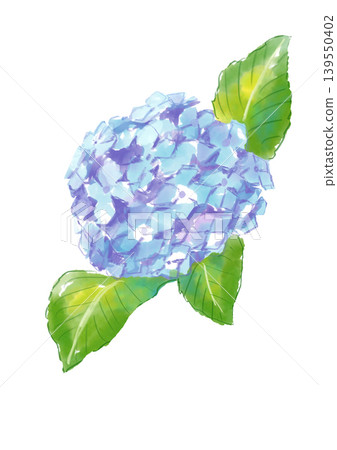 一幅手繪水彩插圖,描繪了盛開的繡球花。 一幅手繪水彩插圖,描繪了盛開的繡球花。 139550402