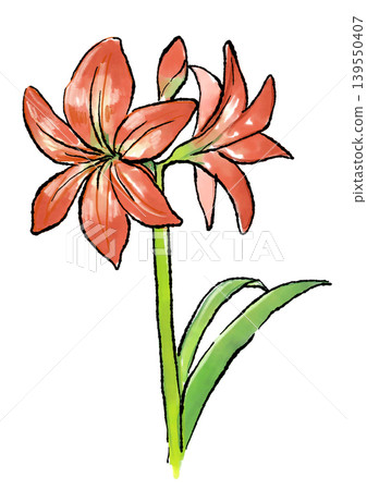 Hand-drawn line art and watercolor illustration of blooming amaryllis flowers Hand-drawn line art and watercolor illustration of blooming amaryllis flowers 139550407