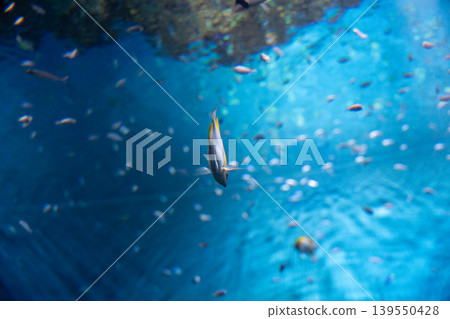 蔚藍水域中的微小生命 蔚藍水域中的微小生命 139550428