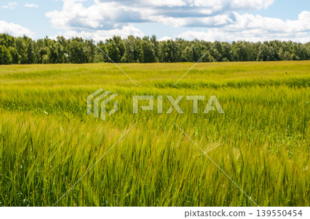 Vibrant green grain field ripples in the breeze. Lush crops stretch under a bright sky, a natural beauty Vibrant green grain field ripples in the breeze. Lush crops stretch under a bright sky, a natural beauty 139550454