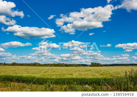 Expansive green grain field bathed in sunlight beneath a vivid blue sky dotted with puffy cumulus clouds Expansive green grain field bathed in sunlight beneath a vivid blue sky dotted with puffy cumulus clouds 139550458