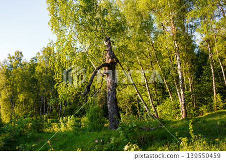 A striking, old birch tree, with a dramatically broken trunk and distinctive branch, rises from the verdant sunlit forest A striking, old birch tree, with a dramatically broken trunk and distinctive branch, rises from the verdant sunlit forest 139550459