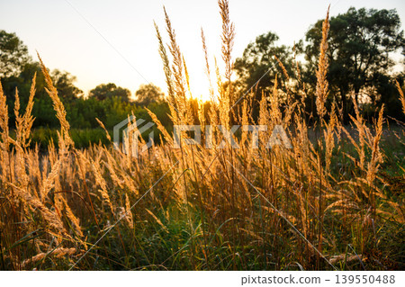 Golden spikelets of wild grass catch the warm sunset rays, shimmering beautifully. A peaceful natural field scene with a soft, glowing atmosphere 139550488