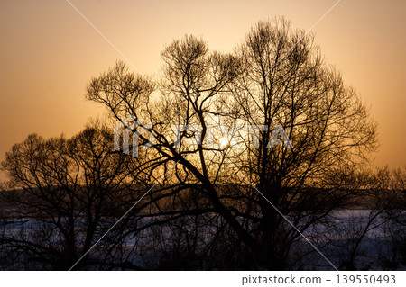 Stark bare trees silhouetted against a vibrant golden sunset, the blazing sun peeking through intricate branches. A tranquil winter vista Stark bare trees silhouetted against a vibrant golden sunset, the blazing sun peeking through intricate branches. A tranquil winter vista 139550493