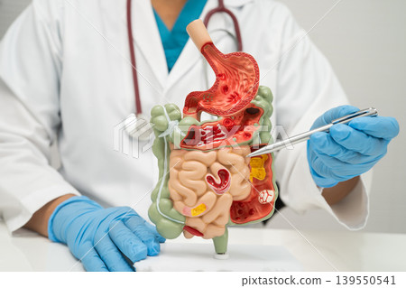 Digestive system with stomach and intestine, Asian doctor holding human model. Digestive system with stomach and intestine, Asian doctor holding human model. 139550541