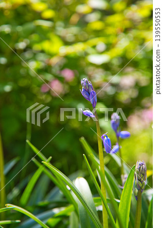 Spring flower blooming lily village park 139550553