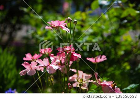 Spring flower blooming lily village park Spring flower blooming lily village park 139550558