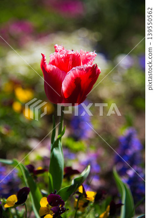 Spring flower blooming lily village park 139550562