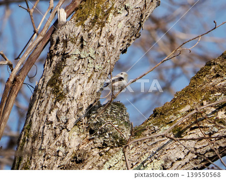 Long-tailed tit carrying nesting materials to build its nest. Long-tailed tit carrying nesting materials to build its nest. 139550568