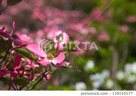 Spring flower blooming lily village park 139550577