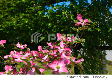 Spring flower blooming lily village park 139550578