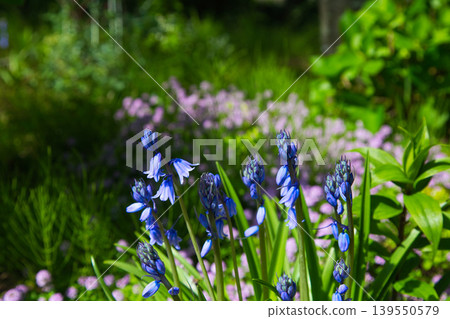 Spring flower blooming lily village park 139550579