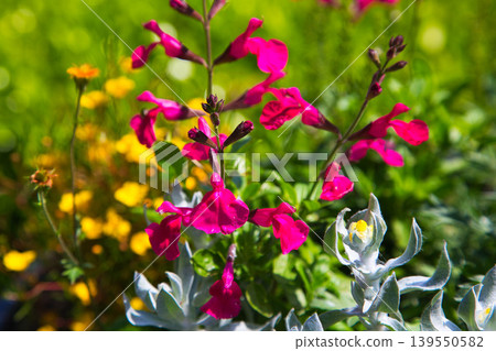 Spring flower blooming lily village park 139550582
