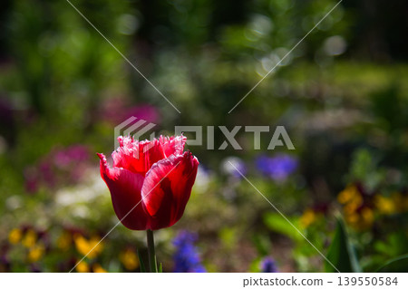 Spring flower blooming lily village park 139550584