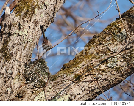 Long-tailed tit carrying nesting materials to build its nest. Long-tailed tit carrying nesting materials to build its nest. 139550585