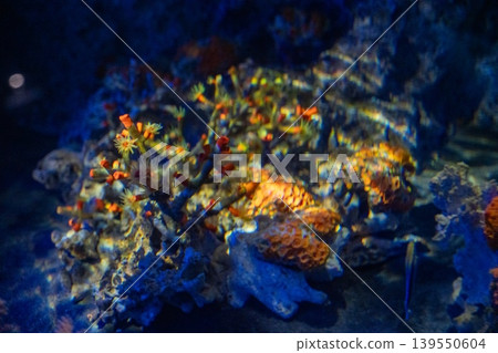 Glowing underwater coral Glowing underwater coral 139550604