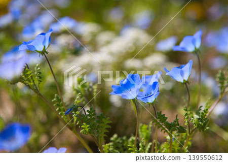 Spring flower blooming lily village park 139550612