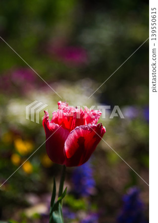 Spring flower blooming lily village park 139550615