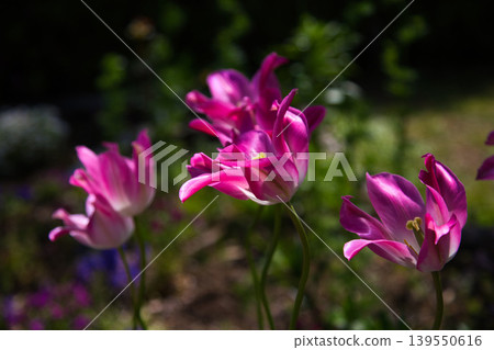 Spring flower blooming lily village park 139550616