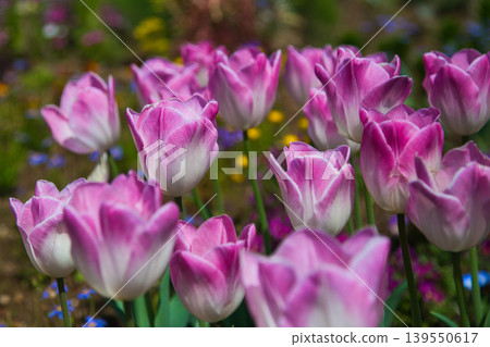 Spring flower blooming lily village park 139550617
