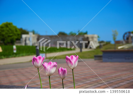 Spring flower blooming lily village park 139550618