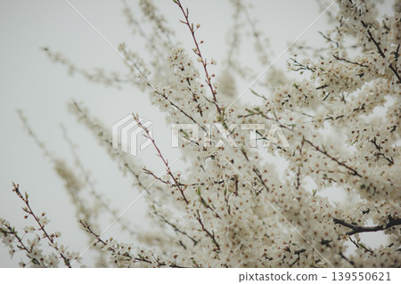 Beautiful white blossoms of Prunus cerasifera cherry plum tree against a grey spring sky in park Beautiful white blossoms of Prunus cerasifera cherry plum tree against a grey spring sky in park 139550621