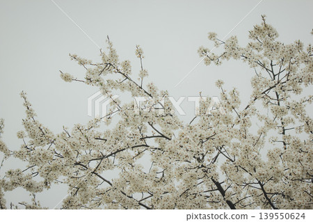 Beautiful white blossoms of Prunus cerasifera cherry plum tree against a grey spring sky in park Beautiful white blossoms of Prunus cerasifera cherry plum tree against a grey spring sky in park 139550624