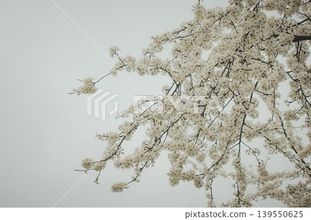 Beautiful white blossoms of Prunus cerasifera cherry plum tree against a grey spring sky in park Beautiful white blossoms of Prunus cerasifera cherry plum tree against a grey spring sky in park 139550625