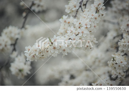 Macro shot of white Prunus cerasifera flowers blooming on branch with soft bokeh background in spring Macro shot of white Prunus cerasifera flowers blooming on branch with soft bokeh background in spring 139550630
