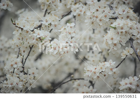 Macro shot of white Prunus cerasifera flowers blooming on branch with soft bokeh background in spring Macro shot of white Prunus cerasifera flowers blooming on branch with soft bokeh background in spring 139550631