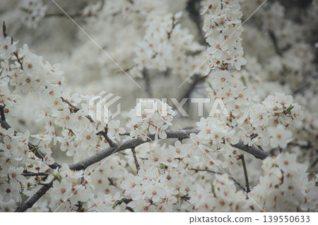 Macro shot of white Prunus cerasifera flowers blooming on branch with soft bokeh background in spring Macro shot of white Prunus cerasifera flowers blooming on branch with soft bokeh background in spring 139550633