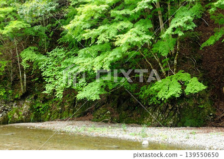 [Kanagawa Prefecture] A landscape with a river in the middle of a forest 139550650