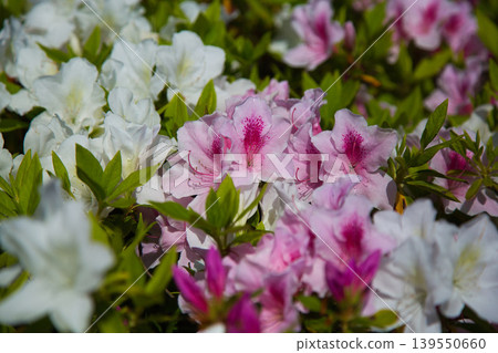 Spring flower blooming lily village park 139550660