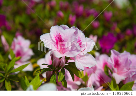 Spring flower blooming lily village park 139550661