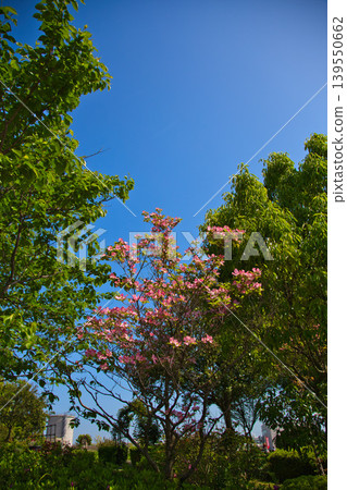 Spring flower blooming lily village park 139550662