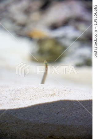Spotted garden eel that comes out of the sand Spotted garden eel that comes out of the sand 139550665
