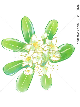 A hand-painted watercolor illustration of blooming Pittosporum tobira flowers. A hand-painted watercolor illustration of blooming Pittosporum tobira flowers. 139550682