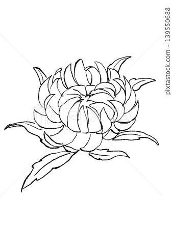 A hand-drawn line art illustration of blooming helichrysum flowers. A hand-drawn line art illustration of blooming helichrysum flowers. 139550688